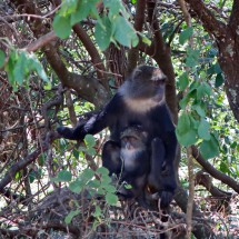 Monkey with a baby